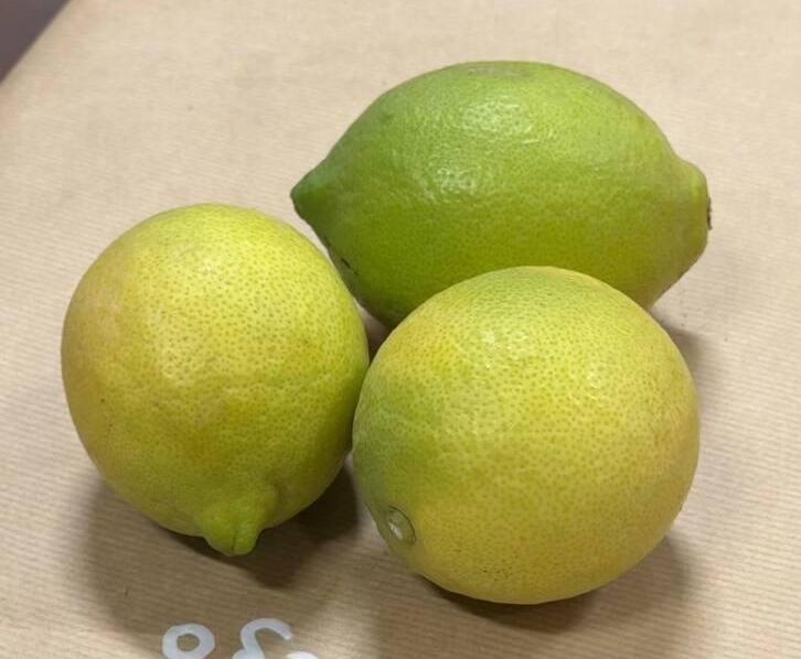 Лимон без косточек (Фото: Сапир Гордо) לימון סידלס