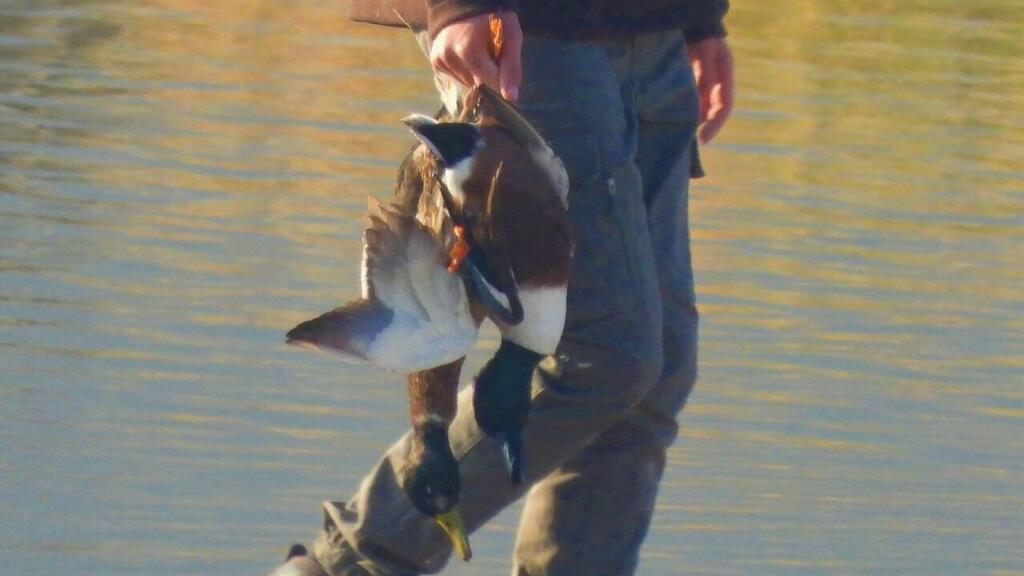 Ducks hunted in in the Harod Valley (צילום: אביחי רן) ציד בעמק חרוד