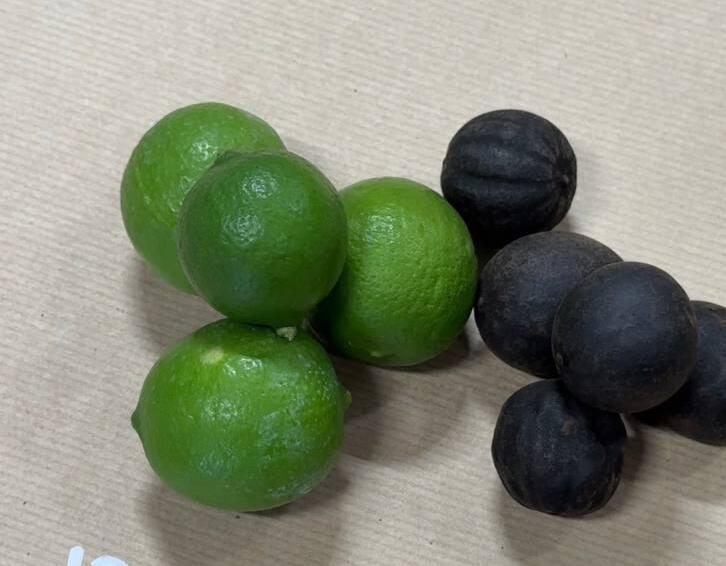 Персидский лимон (Фото: Сапир Гордо) לימון פרסי