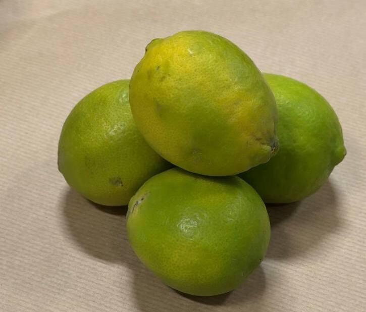 Лайм (Фото: Сапир Гордо) ליים