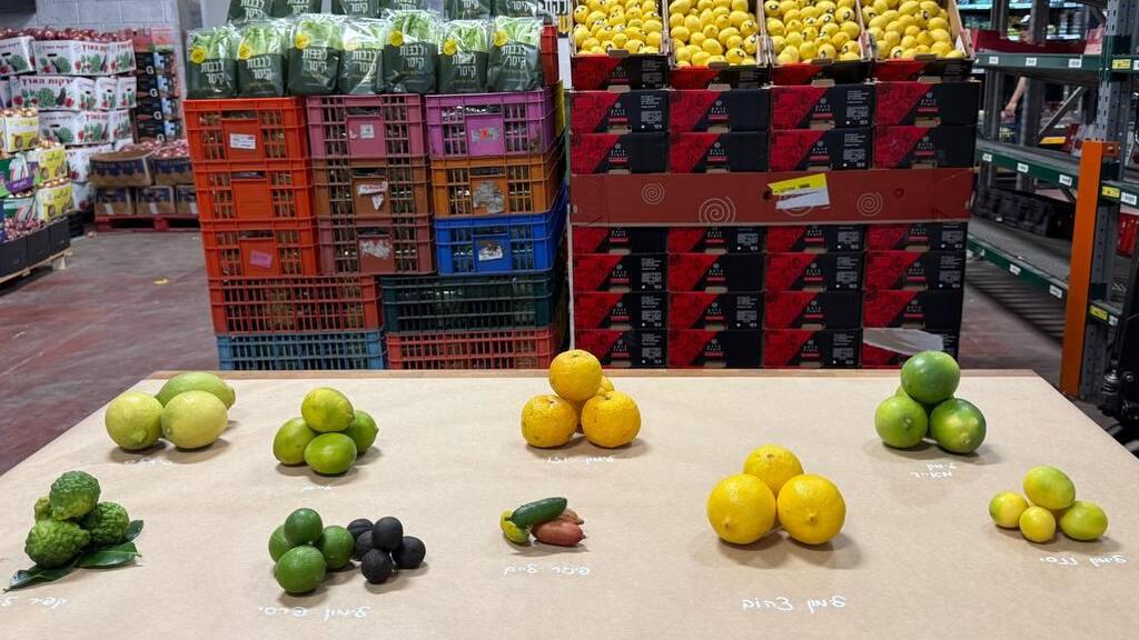 Разные виды лимонов (Фото: Сапир Гордо) לימונים