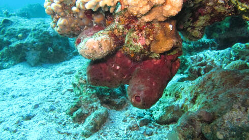 הספוג תאונלה סווינהואי