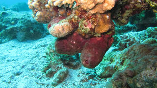 הספוג תאונלה סווינהואי