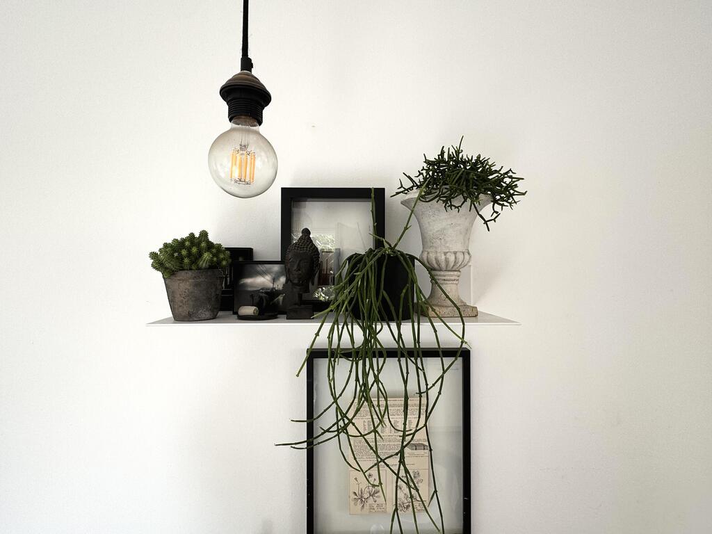 מימין - ריפסליס נשפך, משמאל - חלבלוב