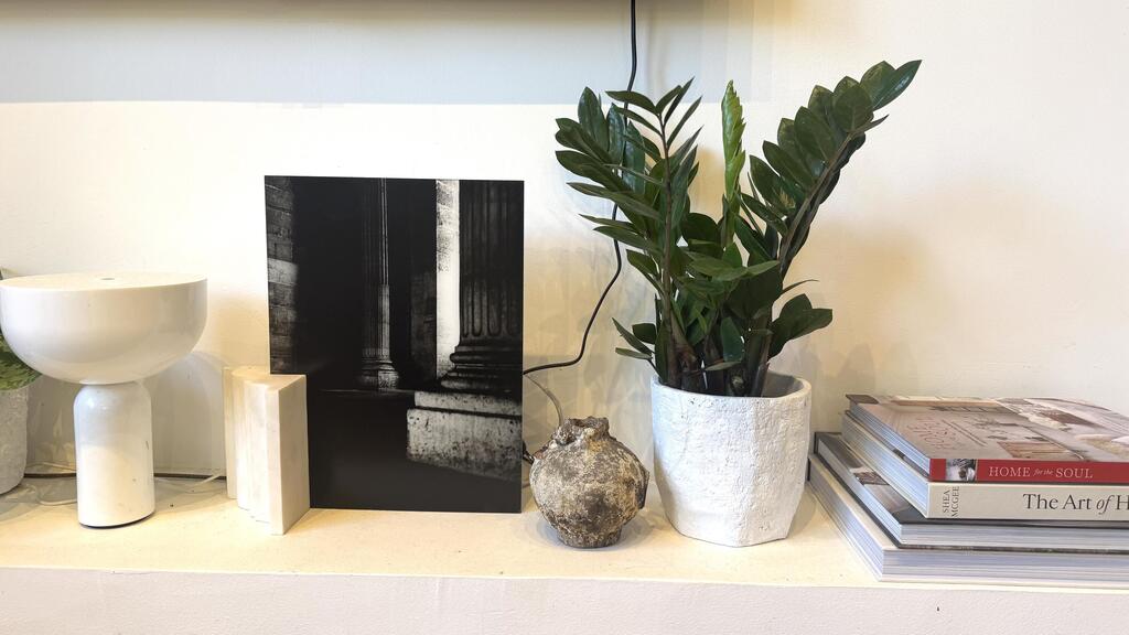 צמח הזמיקולקס