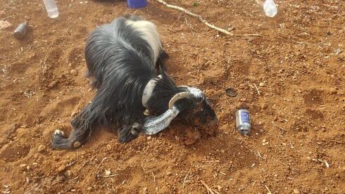 העז שהורעלה למוות
