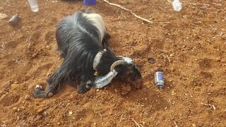 העז שהורעלה למוות