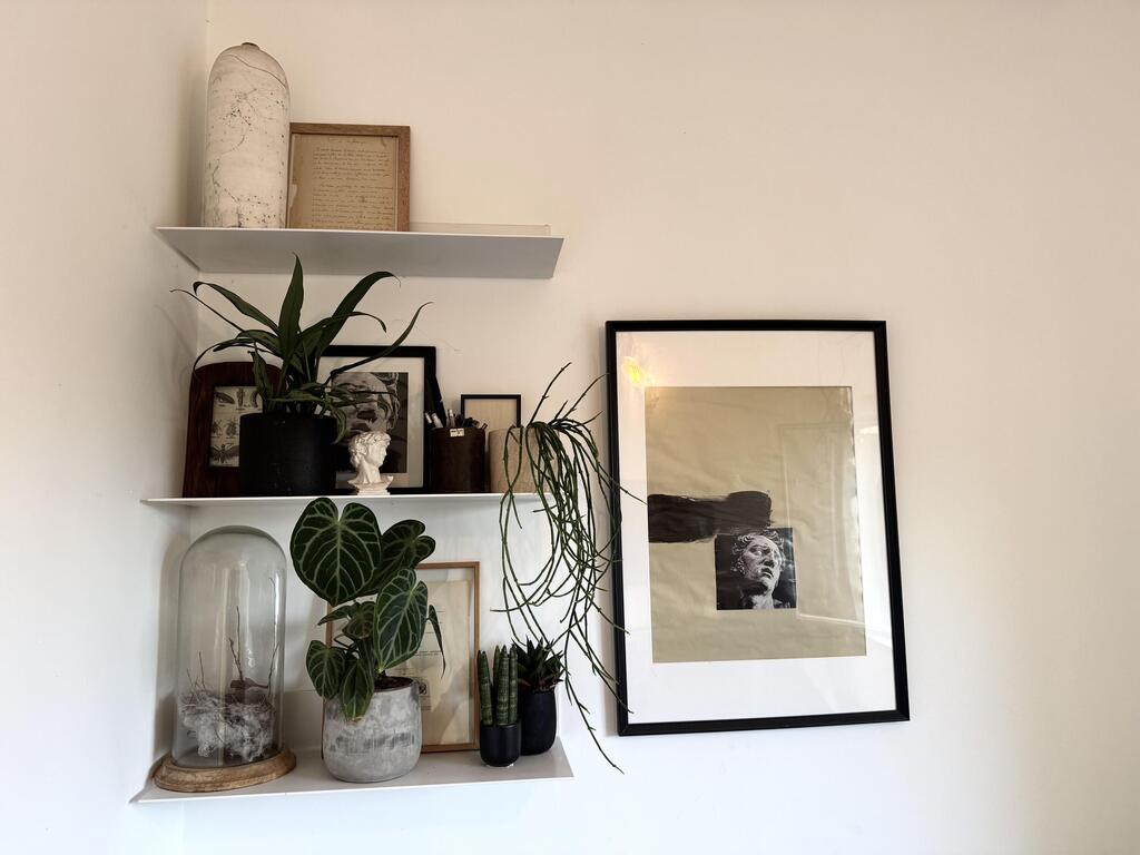 צמח עליון מימין - ריפסליס נשפך. צמח על מדף תחתון מימין - הוורטיה לימפולינה וסנסיווריה סטרייט במיני