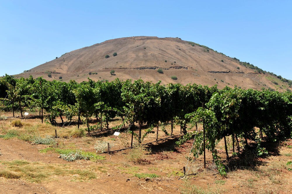 Mount Bental (Photo: ChameleonsEye/Shutterstock) כרם ברמת הגולן, כשברקע הר הגעש בנטל