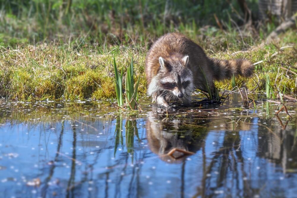 דביבון מצוי בסביבה הכפרית בארצות הברית