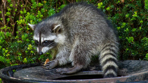 רקון מצוי על פח אשפה
