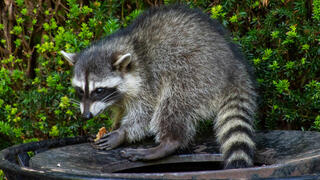 רקון מצוי על פח אשפה