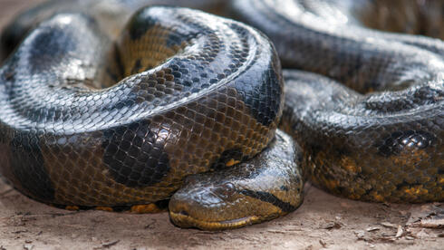 אנקונדה ירוקה