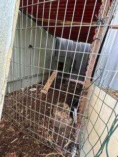 The cage it was held at (Photo: IDF) האוח העיטי הוחזק בתנאים קשים