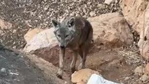 זינוק חד בהיקף הכלבת בישראל: אזהרת משרד הבריאות