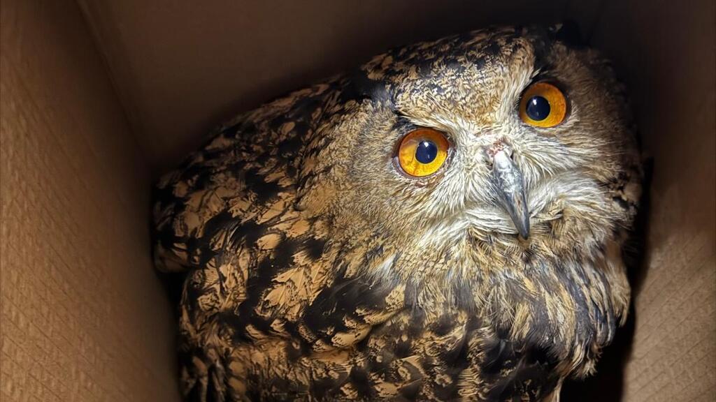 The eagle owl after the rescue (Photo: IDF) האוח העיטי, לאחר החילוץ