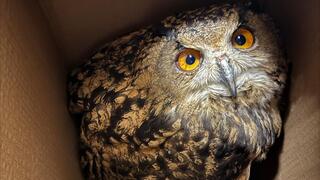 האוח העיטי, לאחר החילוץ