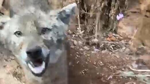 "בלי טיפת פחד": תן ניסה לתקוף מטייל בנחל עמוד