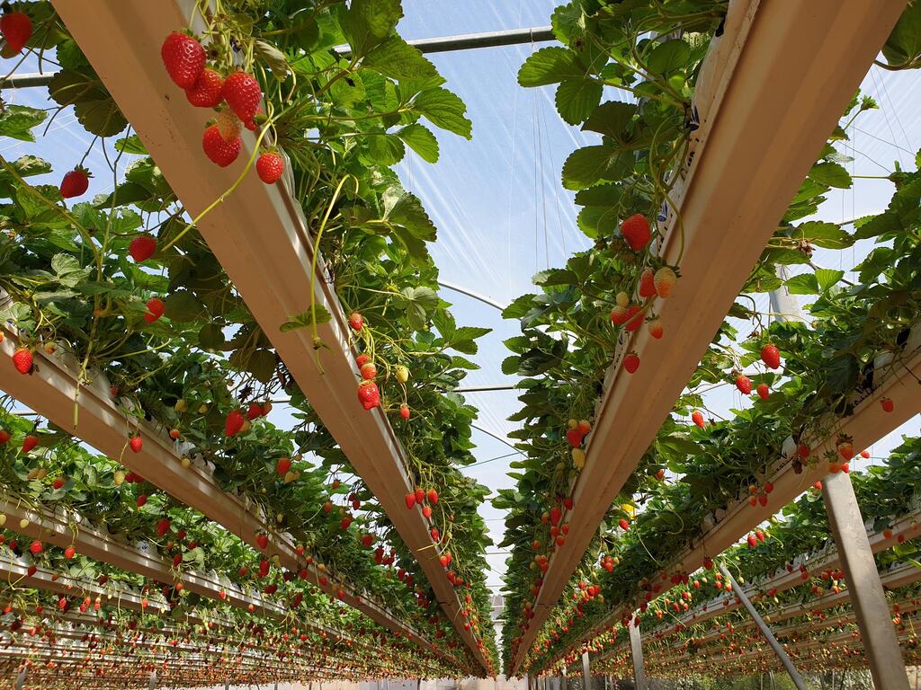 Strawberry picking (Photo: Galit Patkin) קטיף תותים ראשון לעונה