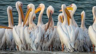 חיות את הרגע: למה השקנאי הלבן נודד רק דרך ישראל?