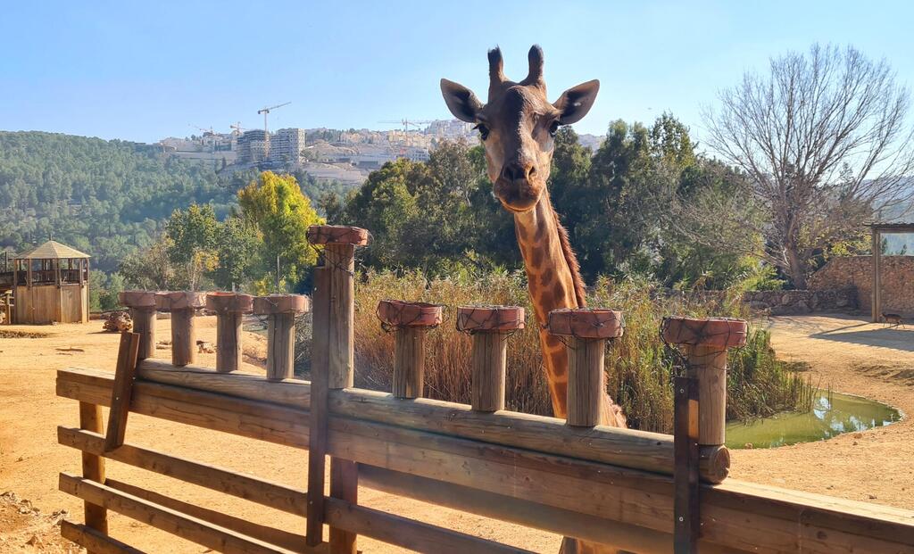 Biblical zoo (Photo: Rachael Risby Raz ) גן החיות התנ"כי