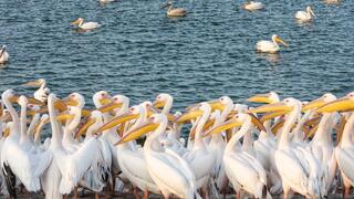 שקנאים במאגר משמר השרון