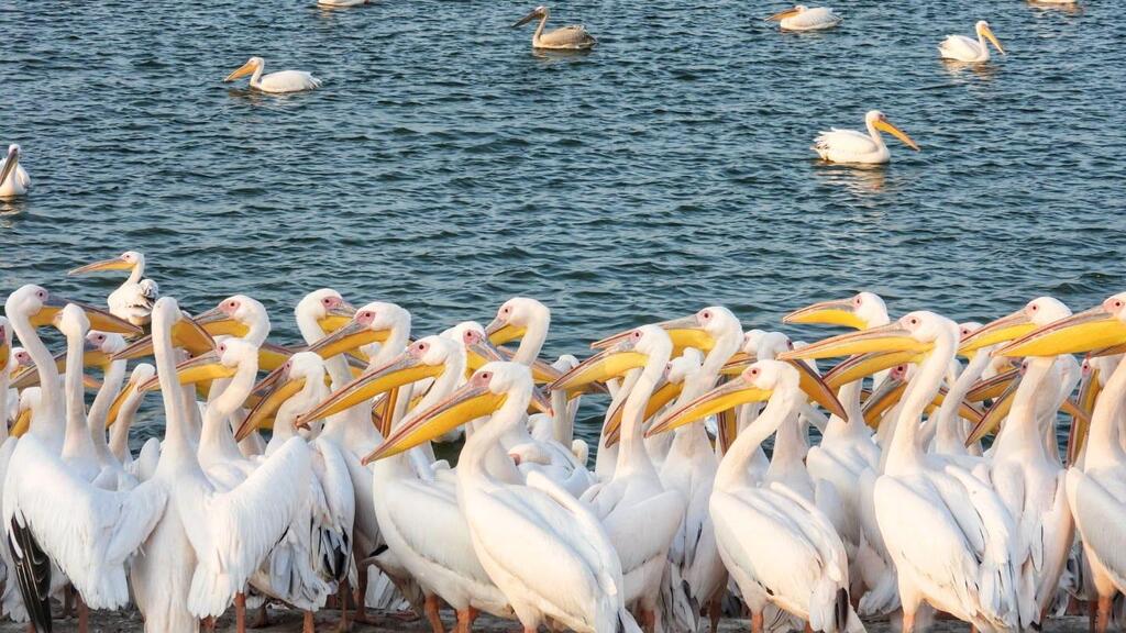 Пеликаны на водохранилище Мишмар ха-Шарон (Фото: Сарит Палаччи-Миара, Управление национальных парков и заповедников) שקנאים במאגר משמר השרון