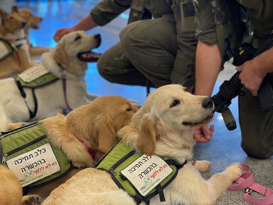 'Service dogs are the highest level of emotional support that can be provided' 