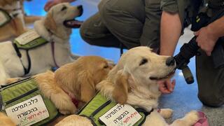 'Service dogs are the highest level of emotional support that can be provided' 