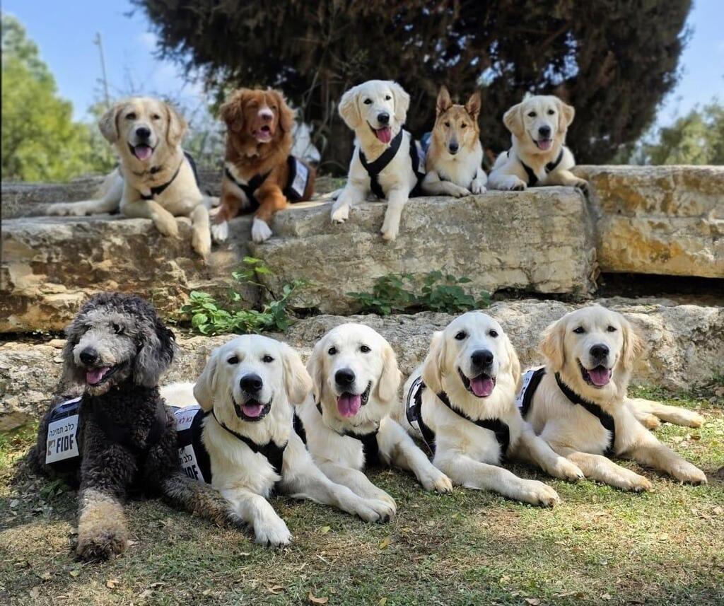 Service dogs at the Therapeutic Riding Center of Israel (TRCI) in Tel Mond 
