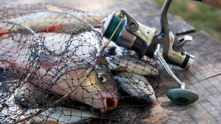 דגים כן חשים כאב: מחקר חושף את הסבל בדרך לצלחת