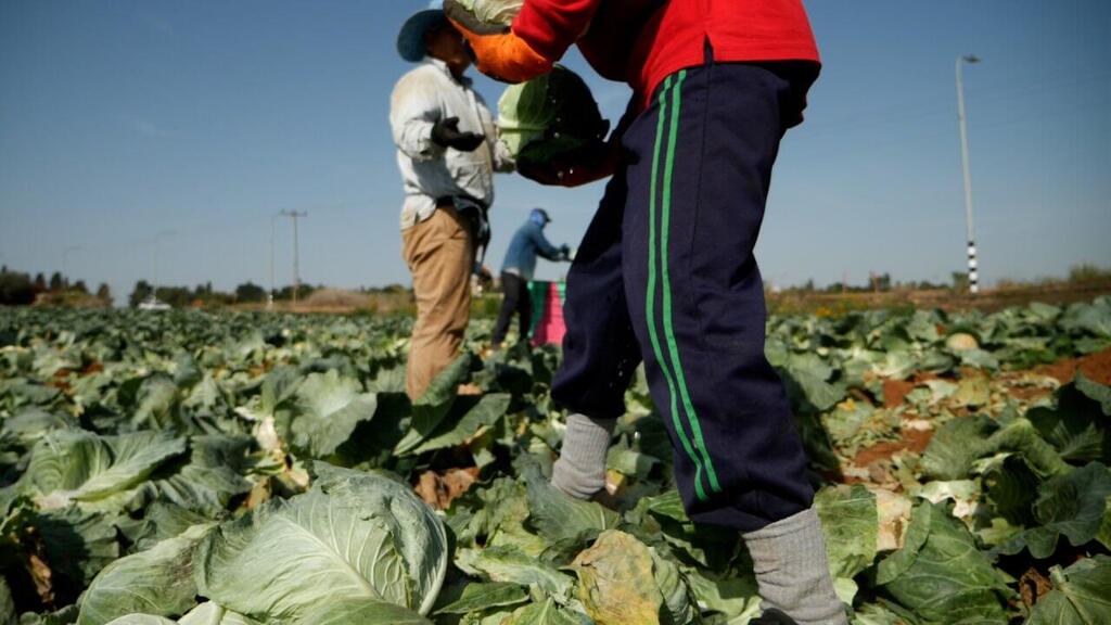 Photo: Leket Israel Leket