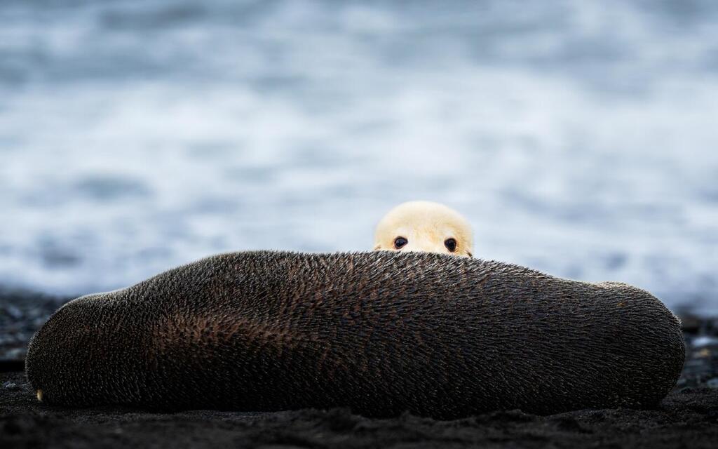 The White Pup Spotted on the Antarctic Expedition, Peeking Out from Behind an Adult (Photo: Matan Sharon) הגור הלבן שנצפה במסע לאנטארקטיקה, מציץ מעבר לגוף של פרט בוגר