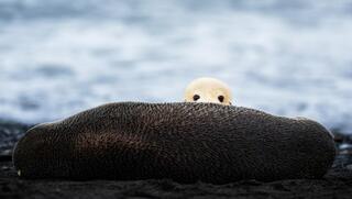 הגור הלבן שנצפה במסע לאנטארקטיקה, מציץ מעבר לגוף של פרט בוגר