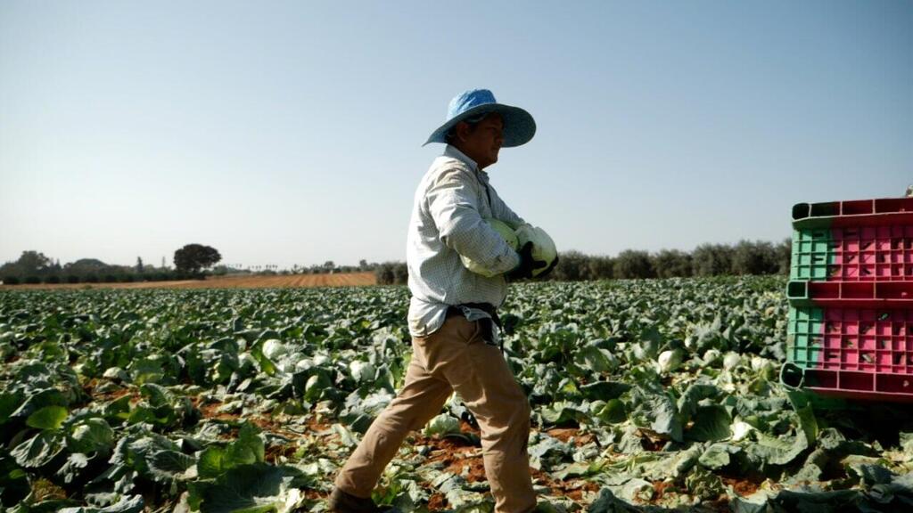 Photo: Leket Israel Leket