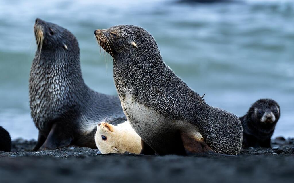 The White Pup Spotted on the Antarctic Expedition, Surrounded by Its Parents (Photo: Matan Sharon) הגור הלבן שנצפה במסע לאנטארקטיקה, מוקף בהוריו