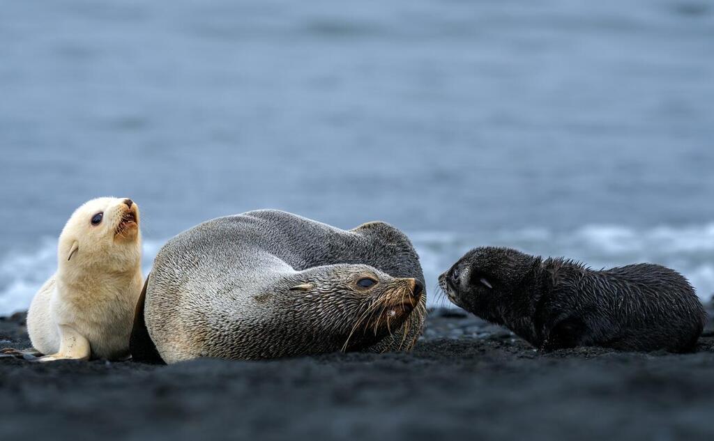 The Rare White Pup in Antarctica (Photo: Matan Sharon) הגור הלבן והנדיר באנטארקטיקה