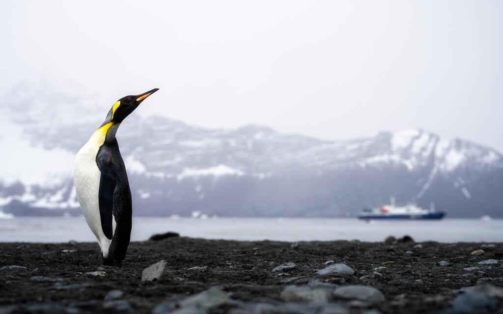 King Penguin Photographed During the Antarctic Expedition (Photo: Matan Sharon) פינגוויין מלכותי שצולם במסע לאנטארקטיקה