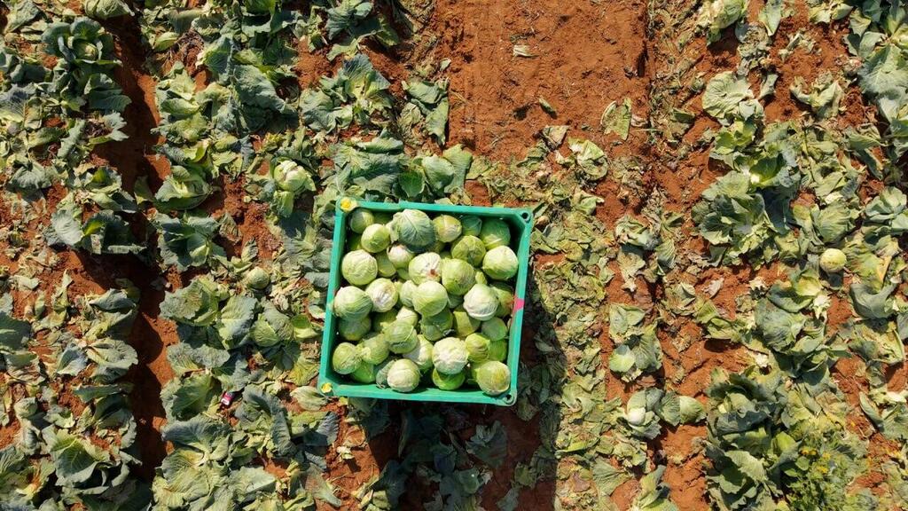 Photo: Leket Israel Leket