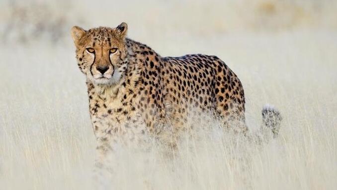 ברדלס שתועד בנמיביה