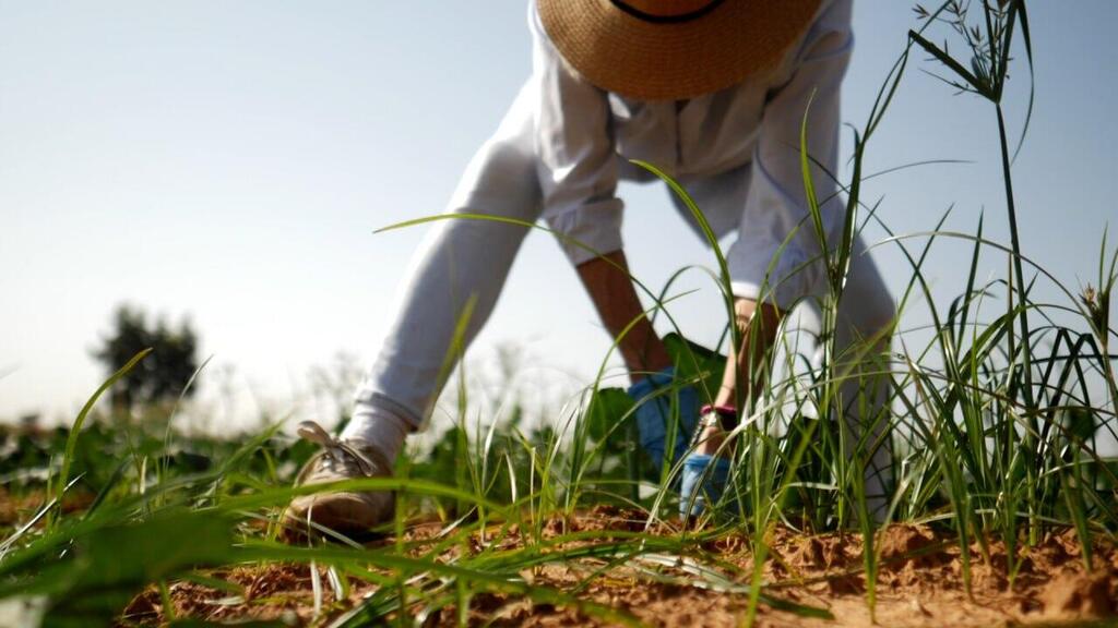 Photo: Leket Israel Leket