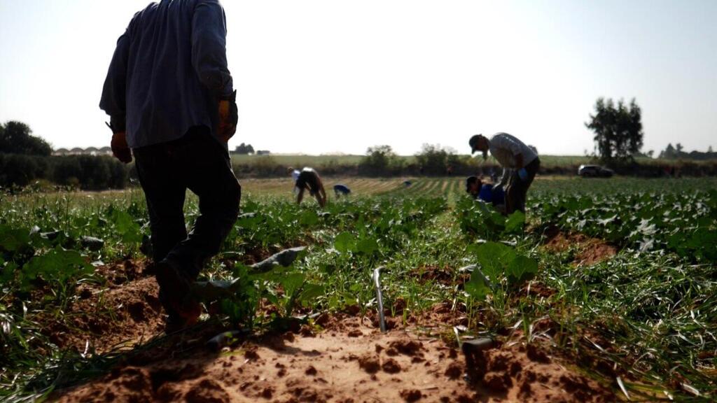 Photo: Leket Israel Leket