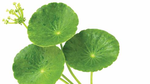 גוטו קולה. אפשר לחלוט עלים מיובשים או טריים בדומה לתה עדין