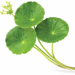 גוטו קולה. אפשר לחלוט עלים מיובשים או טריים בדומה לתה עדין