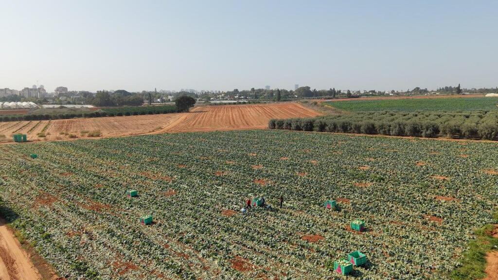 Photo: Leket Israel Leket