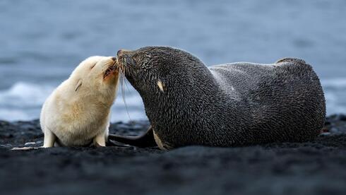 אינטראקציה בין גור הלבן הנדיר באנטארקטיקה לאחד מהוריו