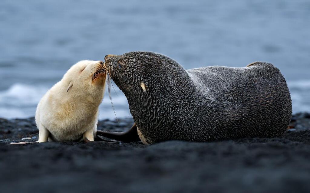 Interaction Between the Rare White Pup in Antarctica and One of Its Parents (Photo: Matan Sharon) אינטראקציה בין גור הלבן הנדיר באנטארקטיקה לאחד מהוריו
