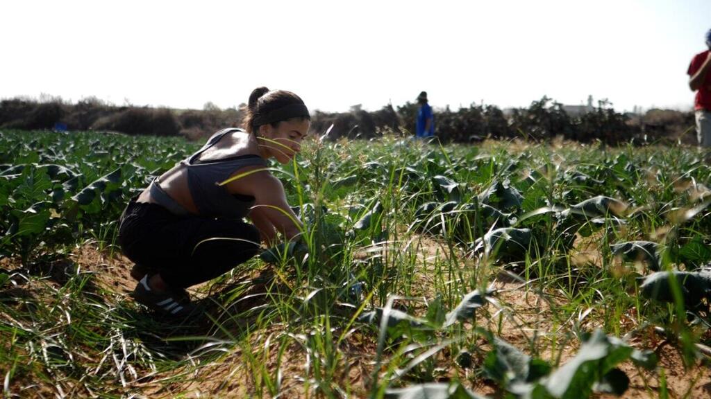 Photo: Leket Israel Leket