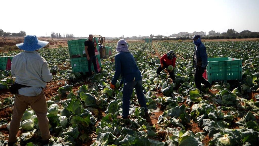 Photo: Leket Israel Leket