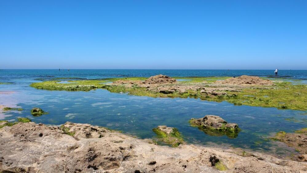 Национальный парк Пальмахим (Фото: HILA D / shutterstock) גן לאומי פלמחים